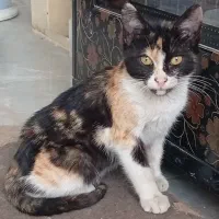 گربه کوچولو