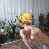 جفت کارداده کریمسون و جوجه رام خورشیدی|پرنده|تبریز, |دیوار