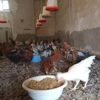 تخم مرغ نطفه دار محلی،جهت جوجه کشی و درمان|حیوانات مزرعه|تبریز, |دیوار