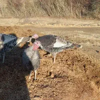 بوقلمون محلی|حیوانات مزرعه|دهگلان, |دیوار