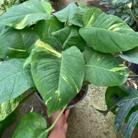 پتوس با برگ فوق پهن (هیولا)