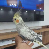 عروس هلندی