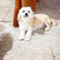 واگذرای سگ ماده شیتزو