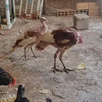 بوقلمون
