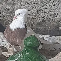 کبوتر گم شده|حیوانات|تاکستان, |دیوار