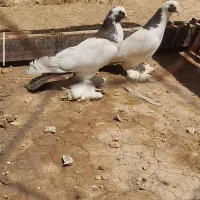 جفت فیلی گوروخ