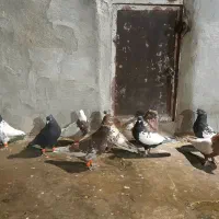 کبوتر سینه کله طوقی|پرنده|قوچان, |دیوار