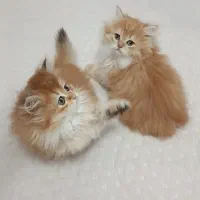 حرآا ج قصر طلایی گربه های نادر و اشرا فی بغلی|گربه|تهران, فرحزاد|دیوار