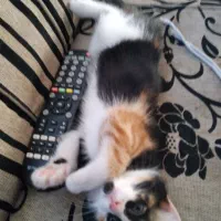 گربه گمشده|گربه|مراغه, |دیوار