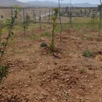 زمین-باغی