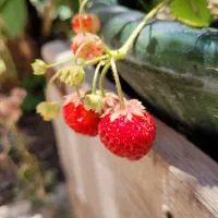 منزل-کلنگی-مناسب-ساخت-و-ساز