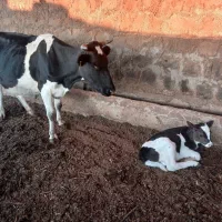 فروش گاو|حیوانات مزرعه|بیله سوار, |دیوار