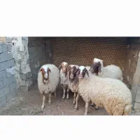 شک چاق چاق