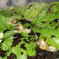 فروش ۵۰عدد حلزون آچاتینا آلبینو