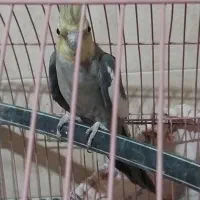 فروش نرسیامون به شرط جوجه ودامپزشکی|پرنده|گرمسار, |دیوار