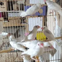 فنچ نرگسی|پرنده|بندرعباس, |دیوار