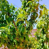باغ-و-باغچه-175متر-شرایط-نقدوچک-توافقی