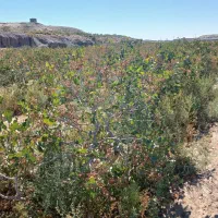 باغ پسته 7هکتار|فروش دفتر صنعتی، کشاورزی، تجاری|تربت جام, فاز ۱ فرهنگیان|دیوار