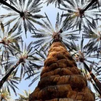 قطع نخل رایگان
