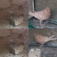 نروماده زرد