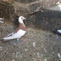 کفتر کرمونیوگراف وساده