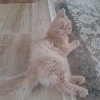 گربه اسکاتیش پرشین