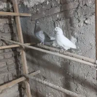 کفتر|پرنده|قرچک, زیبا شهر|دیوار