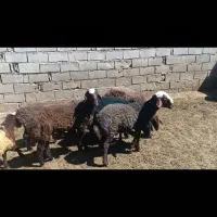 بره قوچ هترو