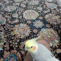 عروس هنلدی نر