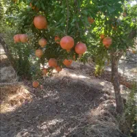 انار درجه یک|عمدهفروشی|کوهدشت, |دیوار