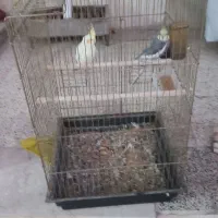 عروس هلندی|پرنده|هشتگرد, خور|دیوار