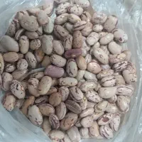 لوبیا چیتی خوراکی
