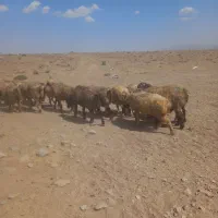 میش داشتی