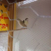 دو تا ماده آماده وجوان موقعیت ملکان