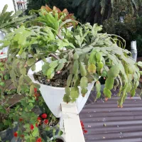 فروش گل های آپارتمانی وبیرونی|گل و گیاه طبیعی|تنکابن, |دیوار