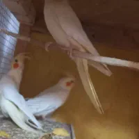 عروس هلندی|پرنده|شوشتر, |دیوار