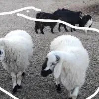 گوسفند زنده فروشی