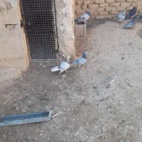 ۱۰ عدد پلاکی|حیوانات مزرعه|مرودشت, نقش رستم|دیوار