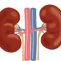 کلیه و‌ کبد