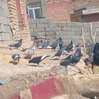 کبوتر فروشی