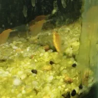 شریمپ . آکواریوم . ماهی .|ماهی|مرودشت, بیست متری بیمارستان|دیوار