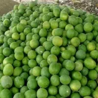 خریدار لیمو ترش وسنگی باغات|خدمات باغبانی و درختکاری|دوگنبدان, |دیوار