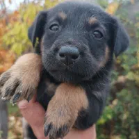 یک جفت توله نر و ماده|سگ|مرودشت, علیآباد|دیوار