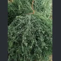 خریدار یونجه(پشدورا )