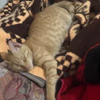 واگذاری گربه|گربه|برازجان, |دیوار