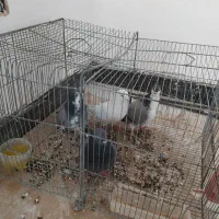 دمگیروتهرونی