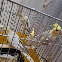 عروس هلندی
