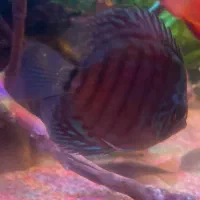 ماهی پلنت ۱۲۰۰|ماهی|تهران, یوسف‌آباد|دیوار