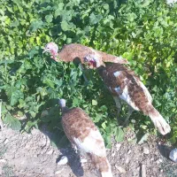 فروش ۶تا بوقلمون بوربورن هشت ماهه|حیوانات مزرعه|قیروکارزین, |دیوار