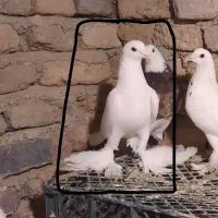 کفتر یاهو گمشده